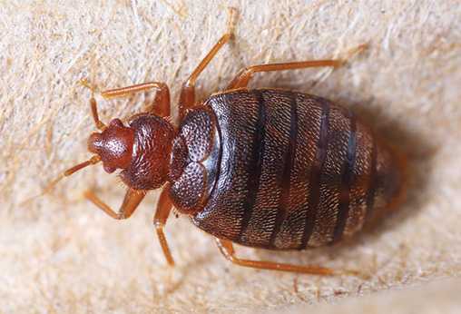 Tip on Bedbugs: Find where bedbugs come from