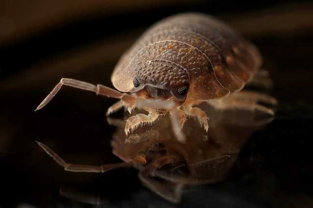 Tips On Bedbugs: Find Where Bed Bugs Come From