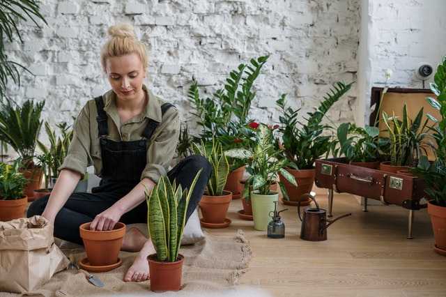 Indoor Gardening Made Easy - Steps To Follow
