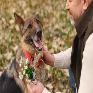10 Best Tips For Dog Training That You Can Easily Follow