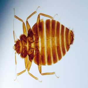 Tips On Bedbugs: Find Where Bed Bugs Come From