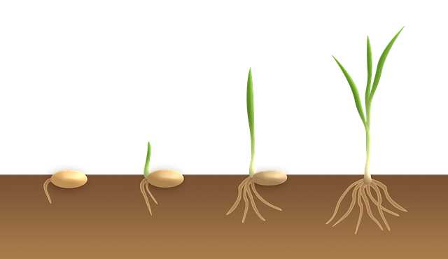 What Is The Life Cycle Of A Plant?