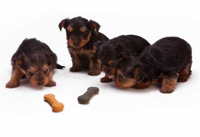 What To Look For In Quality Dog Food