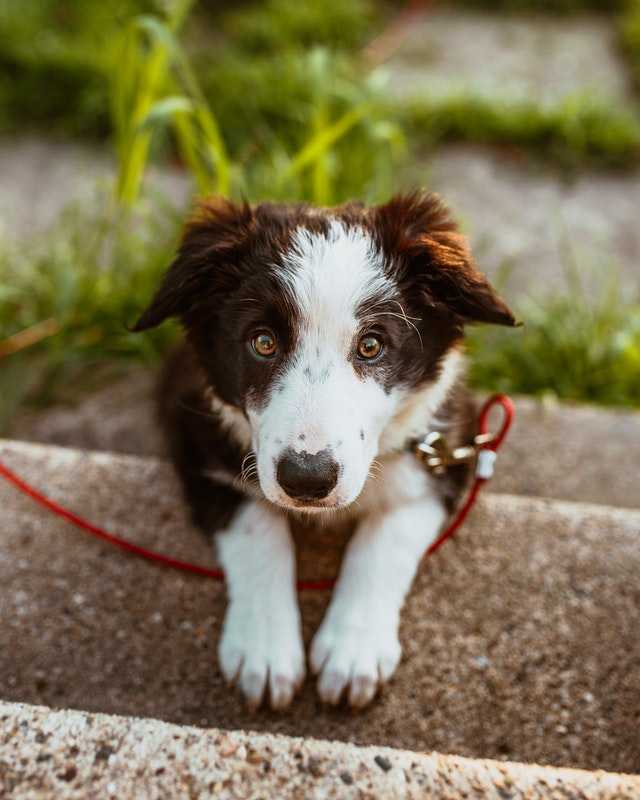 Why Does My Dog Eat Grass?