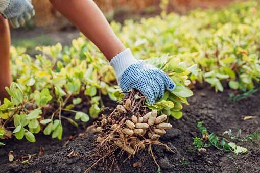 Top 10 cash crops in Nigeria