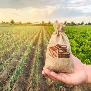 Top 10 Cash Crops In Nigeria With Their Global Ranking